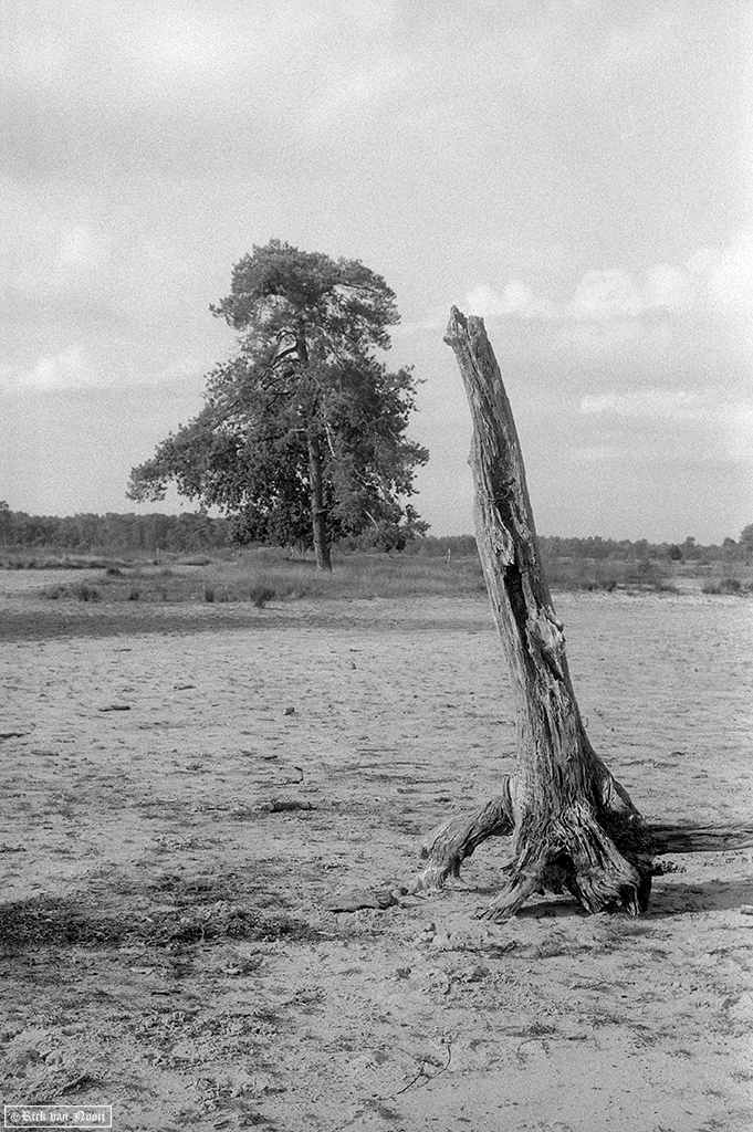 Kentmere 100
