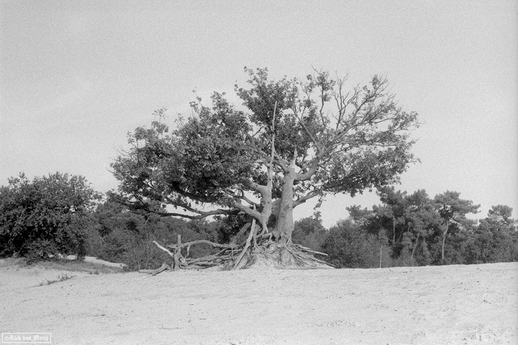 Kentmere 100
