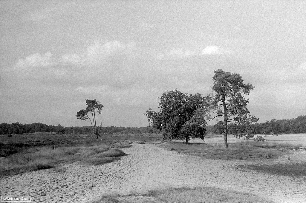 Kentmere 100
