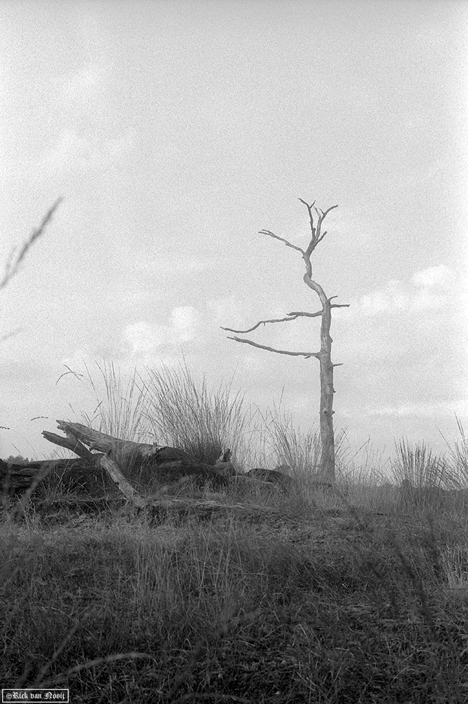 Kentmere 100
