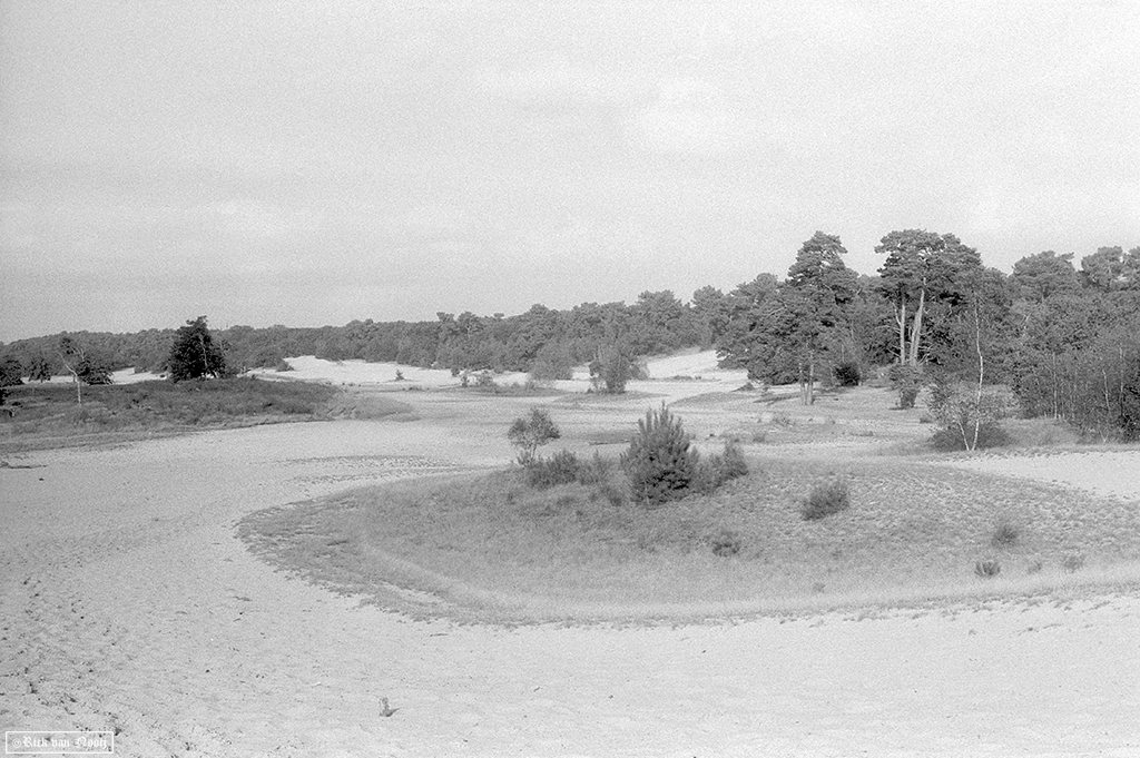 Kentmere 100
