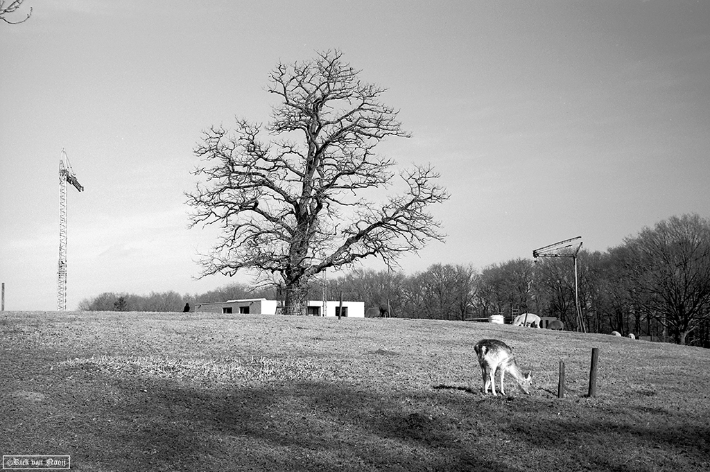 Leica II, 50/1.5 Sonnar, Rollei Retro 80s
