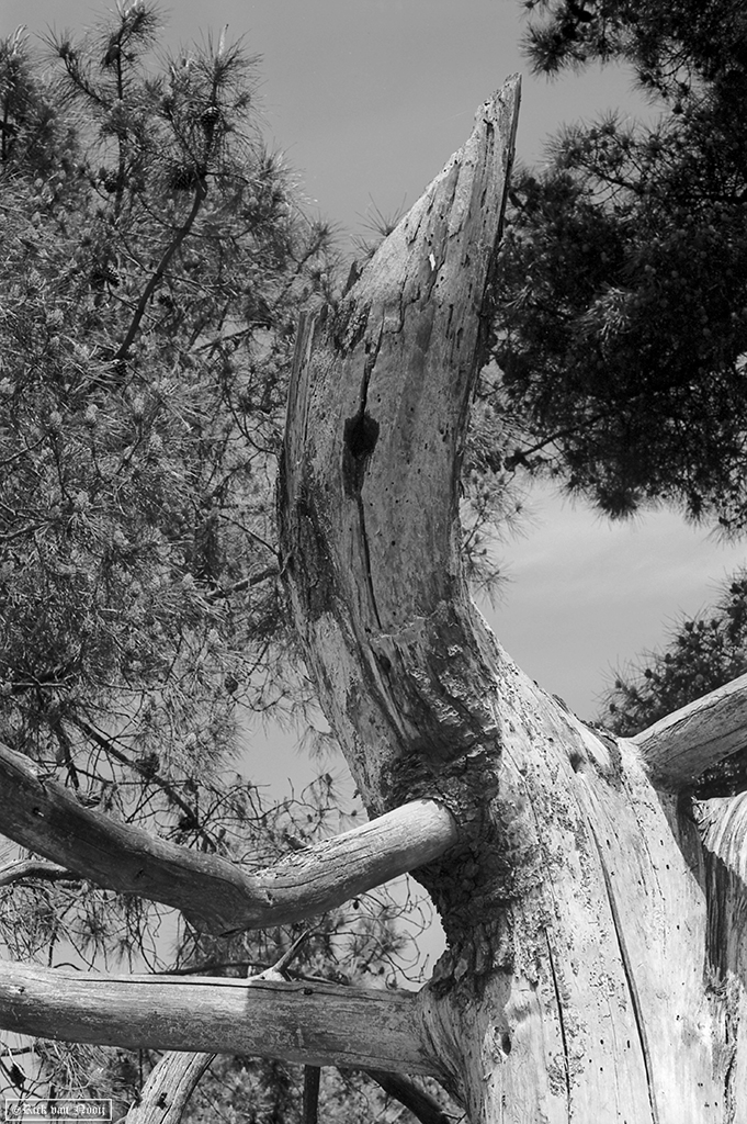 50/2 Summicron, Rollei Retro 80s
