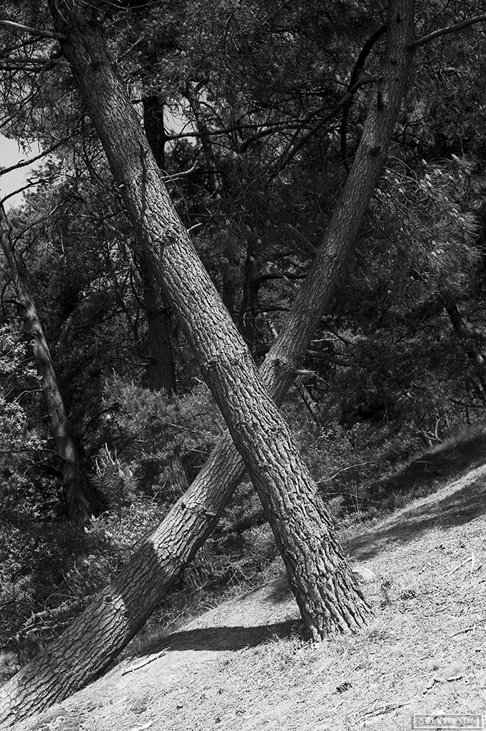 50/2 Summicron, Rollei Retro 80s
