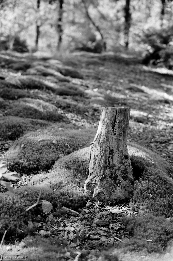 Leica M3 DS, 7Artisans 50/1.1, Adox 50HR
