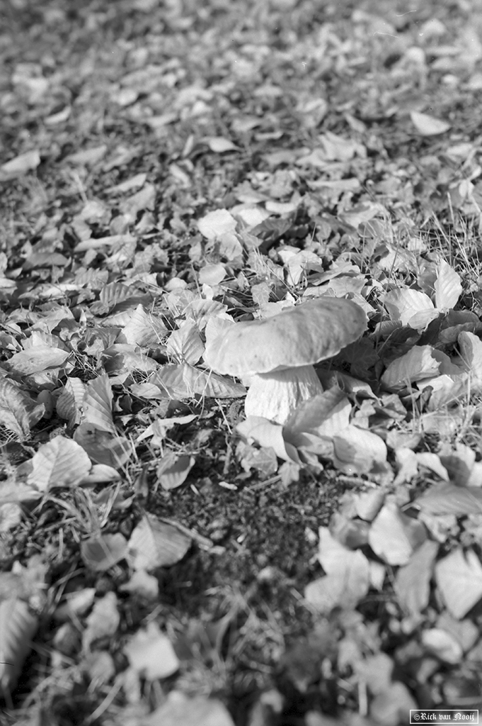 Nikkor-HC 50/2, Rollei Retro 80s
