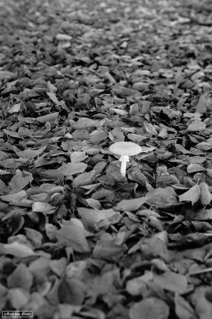 Nikkor-HC 50/2, Rollei Retro 80s
