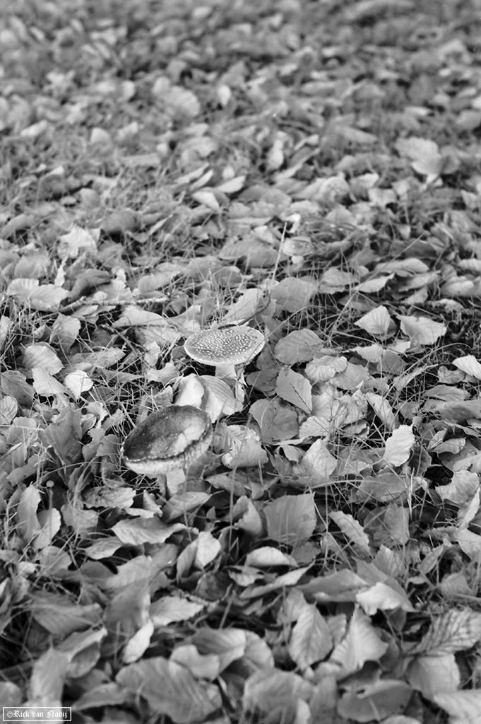 Nikkor-HC 50/2, Rollei Retro 80s
