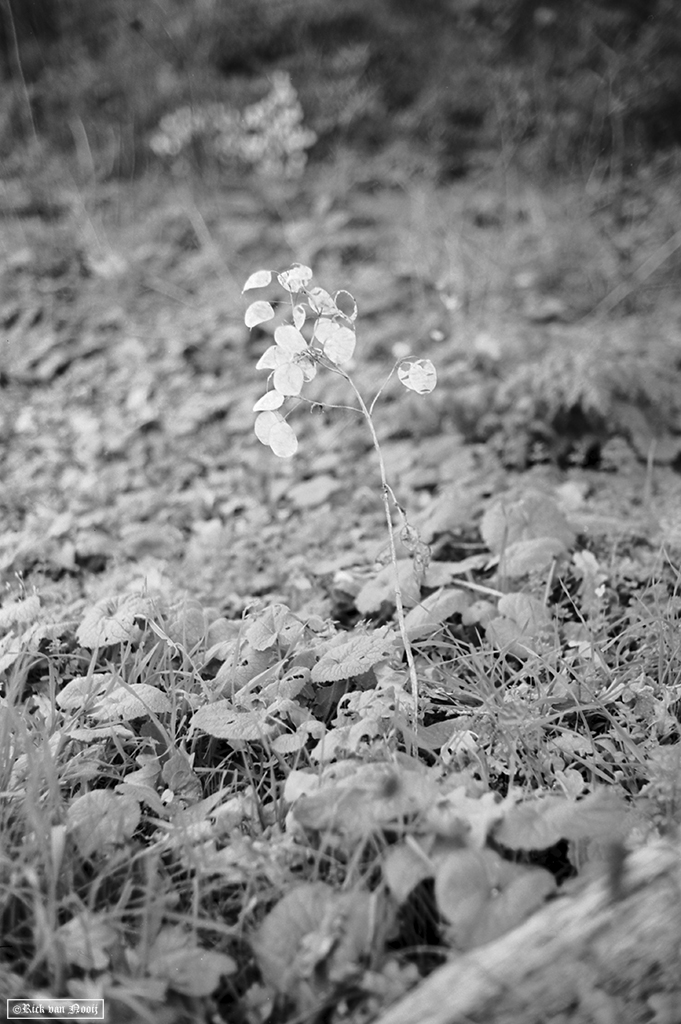 Nikkor-HC 50/2, Rollei Retro 80s
