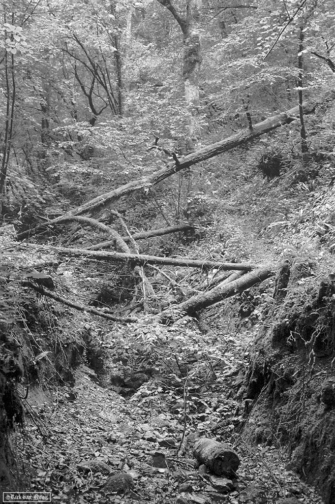 Leica IIIg, 50/2 Summicron, Fomapan 200
