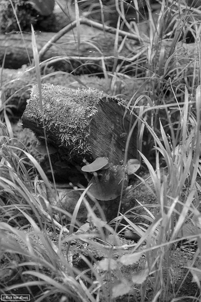 Leica IIIg, 50/2 Summicron, Fomapan 200
