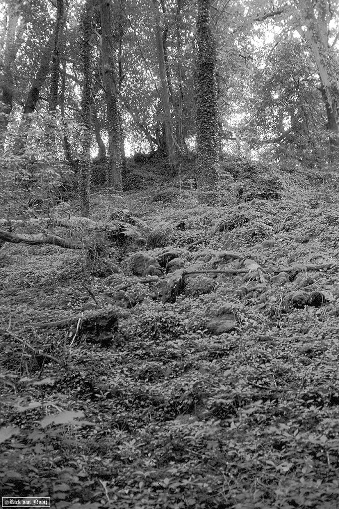 Yashica Electro-35 GT, Fomapan 200
