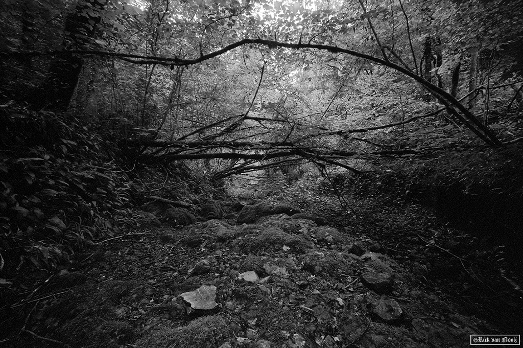 Leica MD-2, Voigtländer Super Wide-Heliar 15mm f/4.5, Fomapan 200
