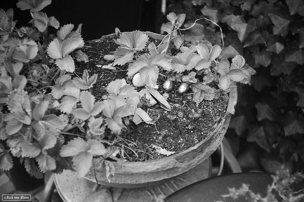 Fomapan 200 Creative (HC-110, E, 10m, 20C)
