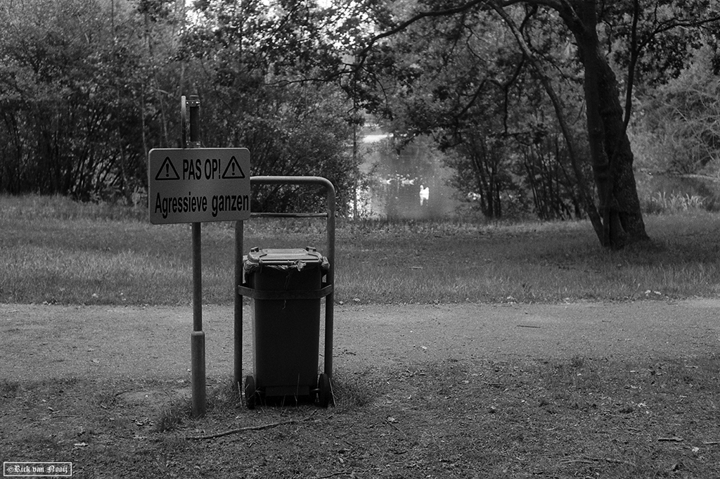 Leica IIIg, Summicron 50/2, Fomapan 200 Creative
