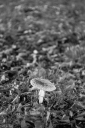 Filename=AU251009.jpg
Filesize=391KiB
Dimensions=681x1024
Date added=Oct 12, 2025 AU251009.jpg